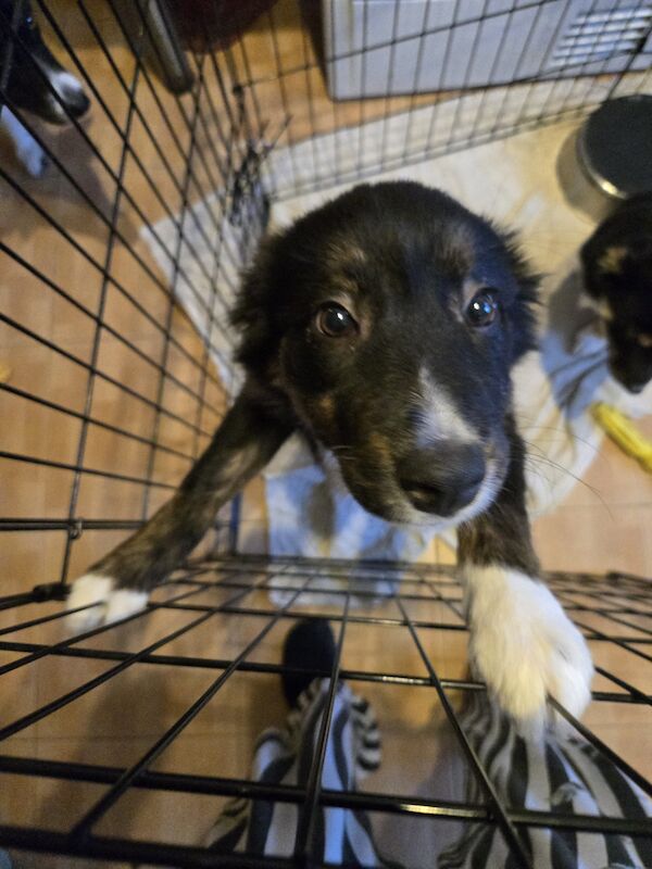 Border Collie Puppies for sale in Carnoustie, Angus - Image 3