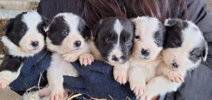 Border Collie Puppies for sale in Norwich, Norfolk