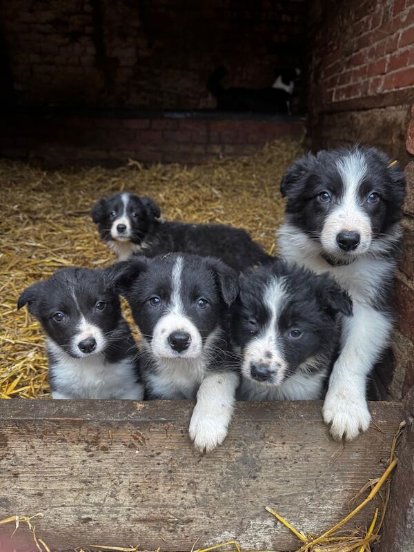 Border collie puppies for sale in Wellingborough, Northamptonshire