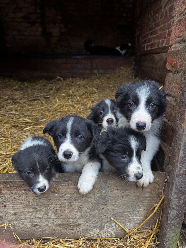 Border collie puppies for sale in Wellingborough, Northamptonshire - Image 2