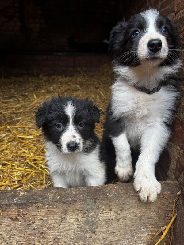 Border collie puppies for sale in Wellingborough, Northamptonshire - Image 3