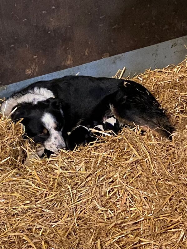 Border collie puppies for sale in Bentley, South Yorkshire