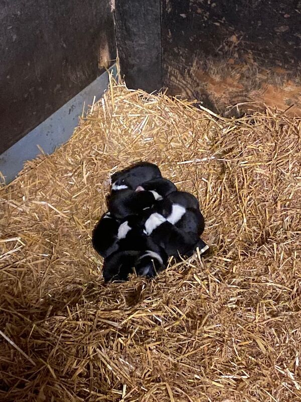 Border collie puppies for sale in Bentley, South Yorkshire - Image 2