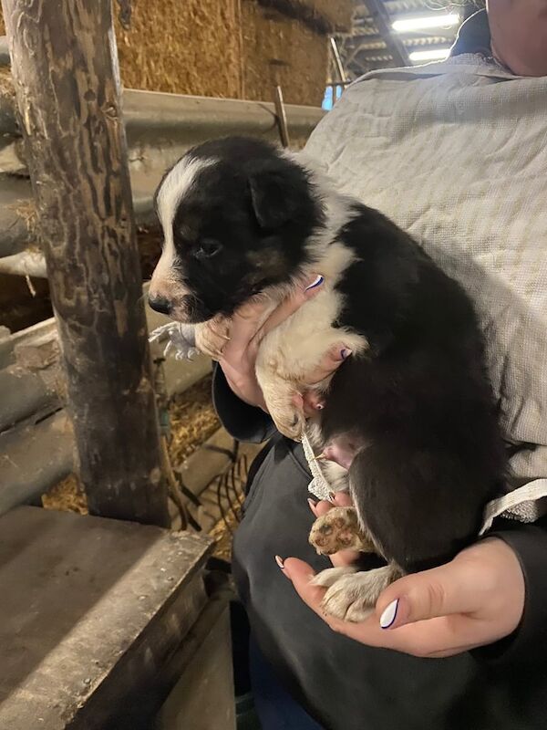 Border collie puppies for sale in Bentley, South Yorkshire - Image 3