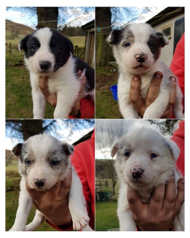 Border Collie Puppies for sale in Langholm, Dumfries - Image 1