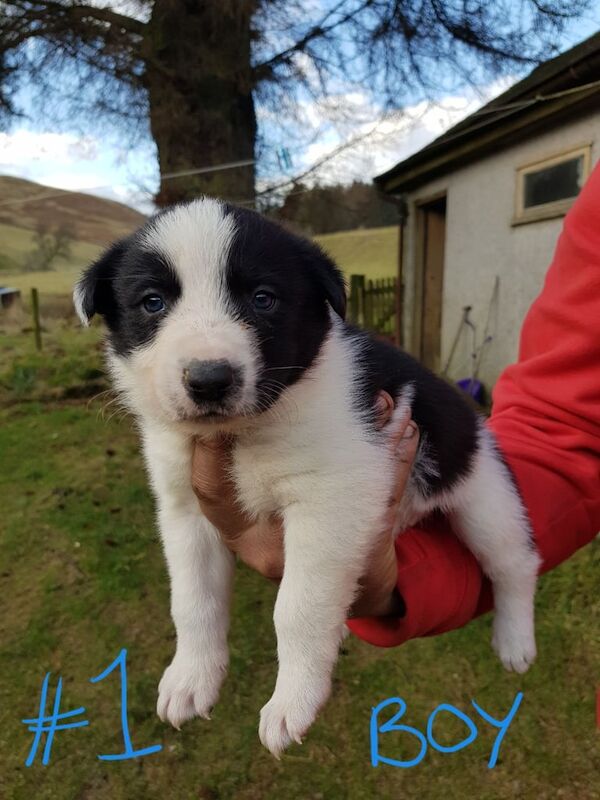 Border Collie Puppies for sale in Langholm, Dumfries - Image 2