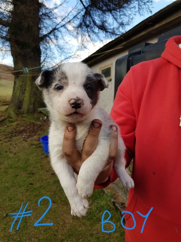 Border Collie Puppies for sale in Langholm, Dumfries - Image 3