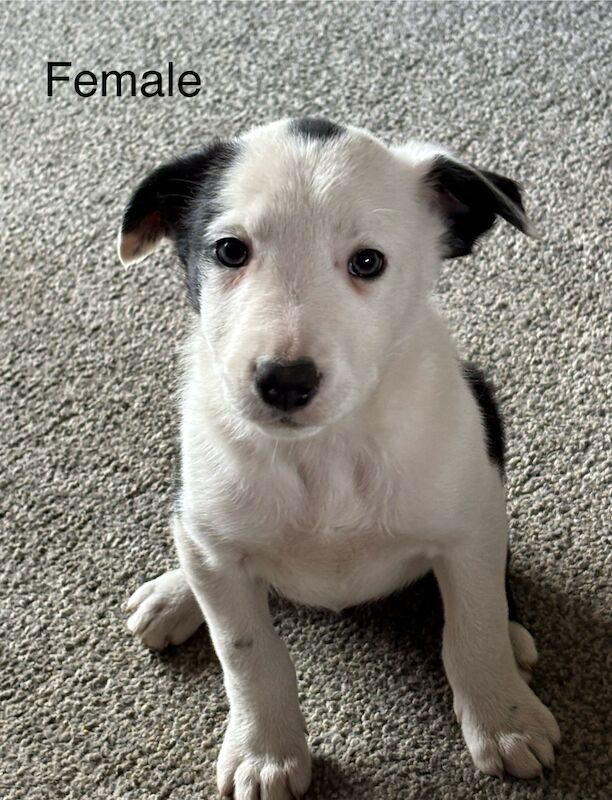 Border collie puppies for sale in Nottingham, Nottinghamshire