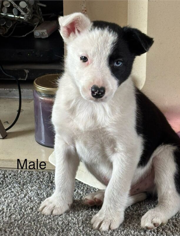 Border collie puppies for sale in Nottingham, Nottinghamshire - Image 3