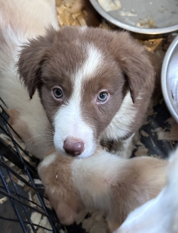 Gold Border Collies