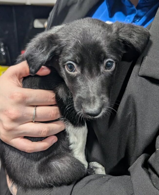 Border collie puppies for sale in Wishaw, North Lanarkshire