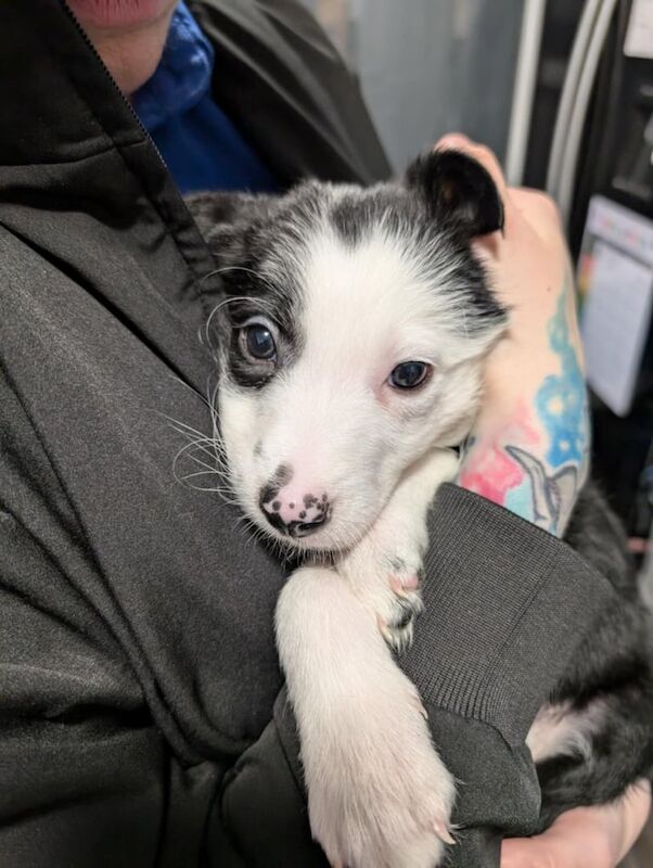 Border collie puppies for sale in Wishaw, North Lanarkshire - Image 3