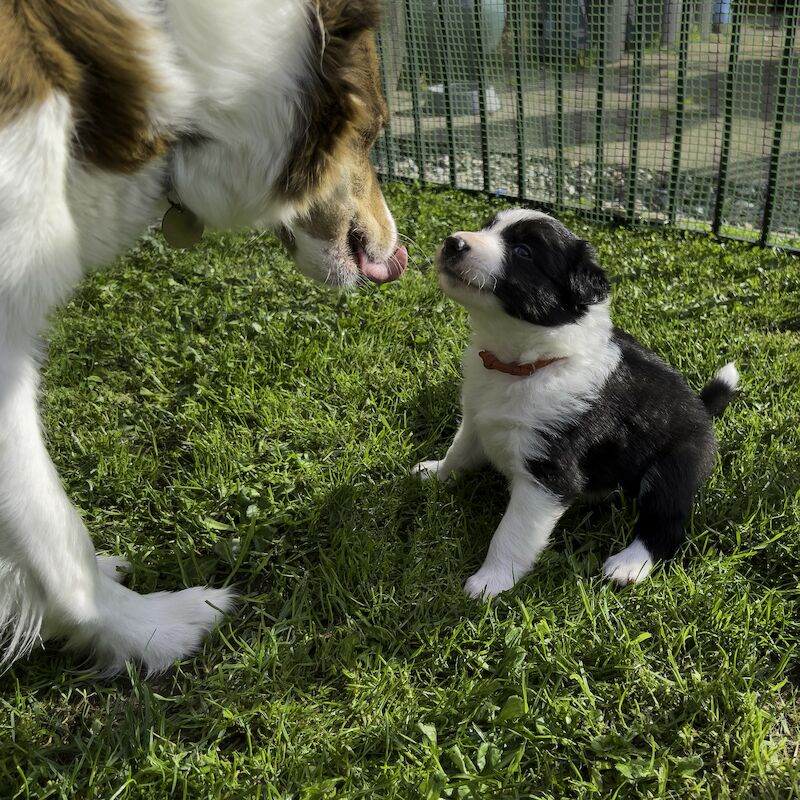 Border Collie Puppies For Sale in Inverness, Highland - Image 1