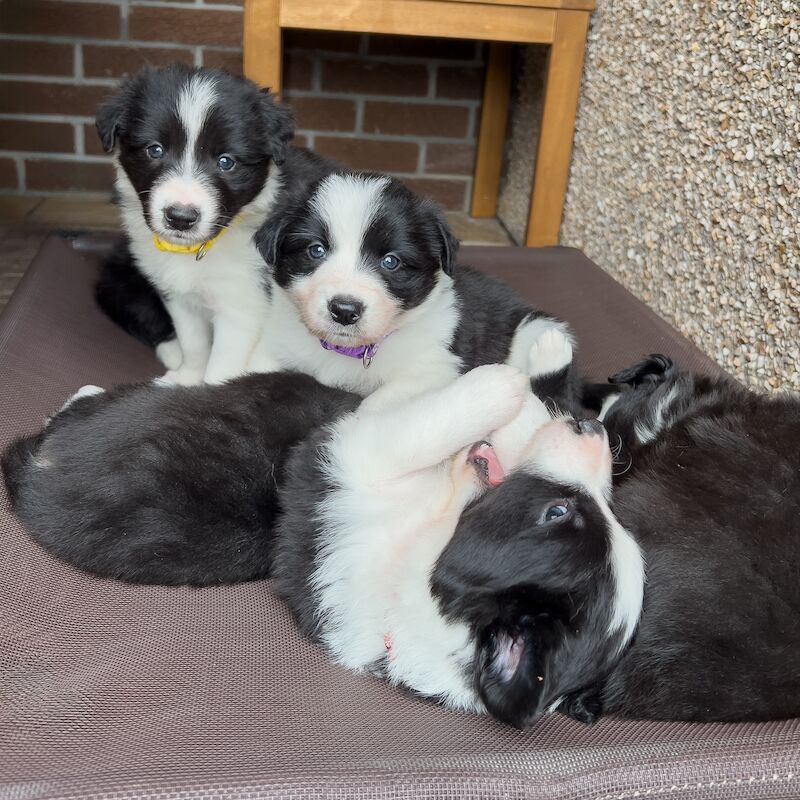 Border Collie Puppies For Sale in Inverness, Highland - Image 2