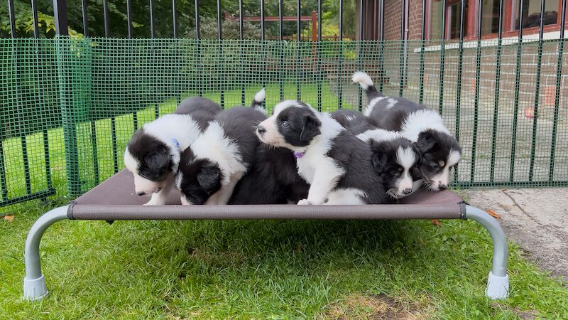 Border Collie Puppies For Sale in Inverness, Highland - Image 3