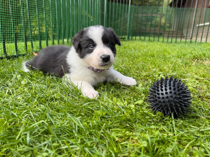 Border Collie Puppies For Sale in Inverness, Highland - Image 4