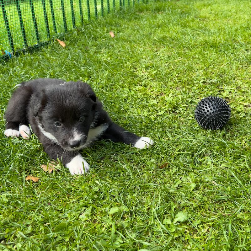 Border Collie Puppies For Sale in Inverness, Highland - Image 5