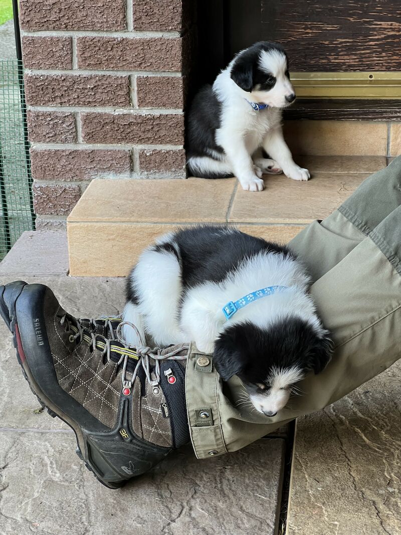 Border Collie Puppies For Sale in Inverness, Highland - Image 6