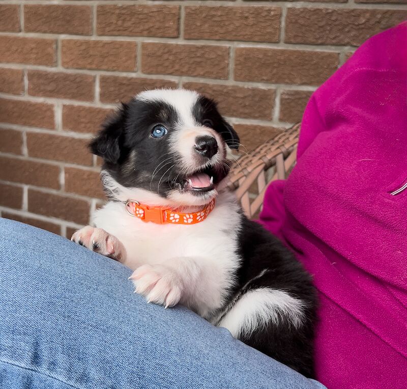 Border Collie Puppies For Sale in Inverness, Highland - Image 7