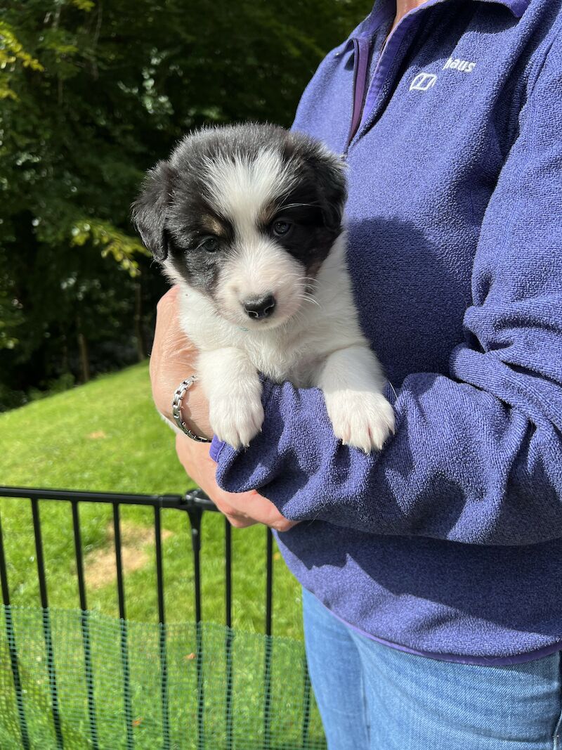 Border Collie Puppies For Sale in Inverness, Highland - Image 8