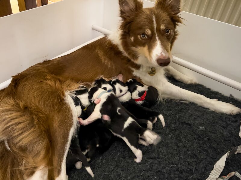 Border Collie Puppies For Sale in Inverness, Highland - Image 9