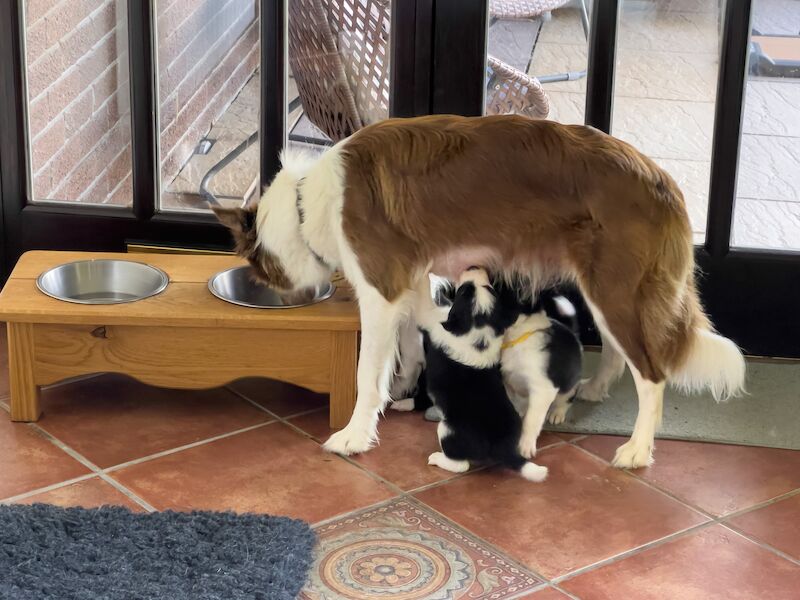 Border Collie Puppies For Sale in Inverness, Highland - Image 10