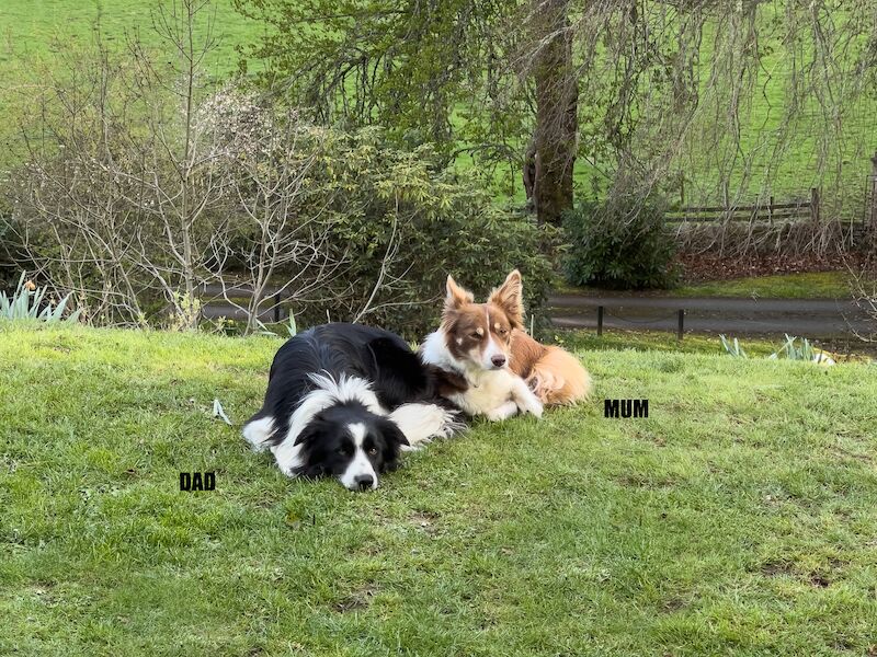 Border Collie Puppies For Sale in Inverness, Highland - Image 11