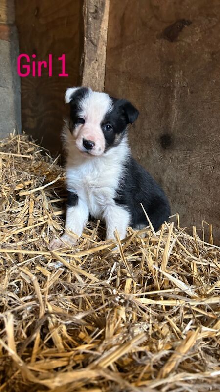 Border Collie Puppies for sale in Montgomery, Powys