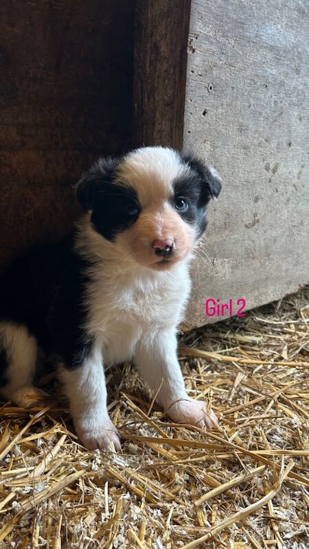 Border Collie Puppies for sale in Montgomery, Powys - Image 2