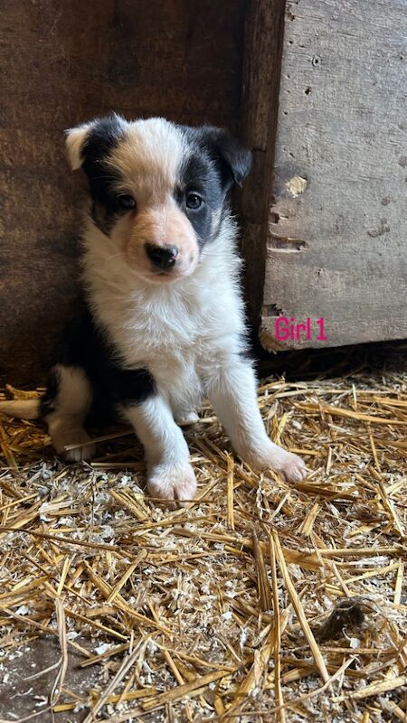 Border Collie Puppies for sale in Montgomery, Powys - Image 3