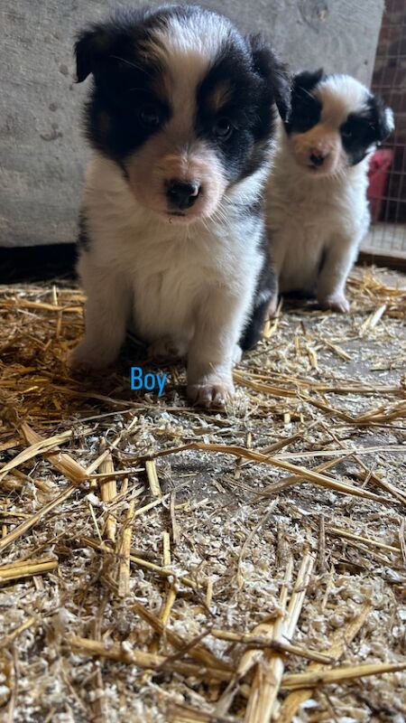 Border Collie Puppies for sale in Montgomery, Powys - Image 4