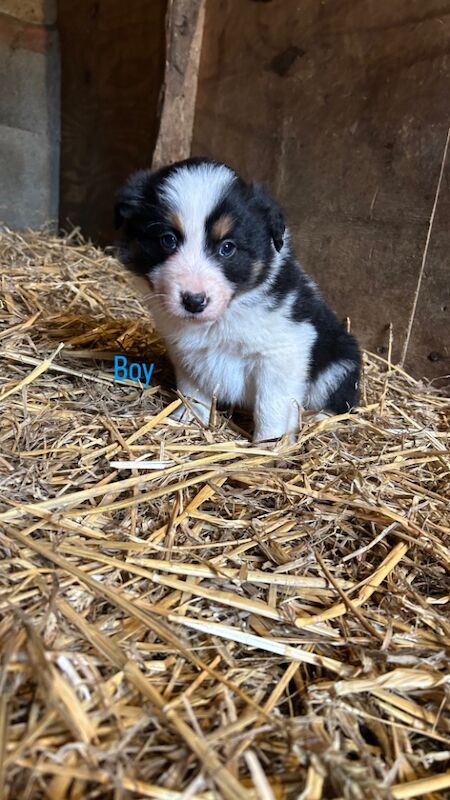 Border Collie Puppies for sale in Montgomery, Powys - Image 5