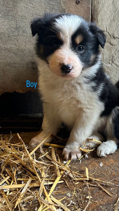 Border Collie Puppies for sale in Montgomery, Powys - Image 6