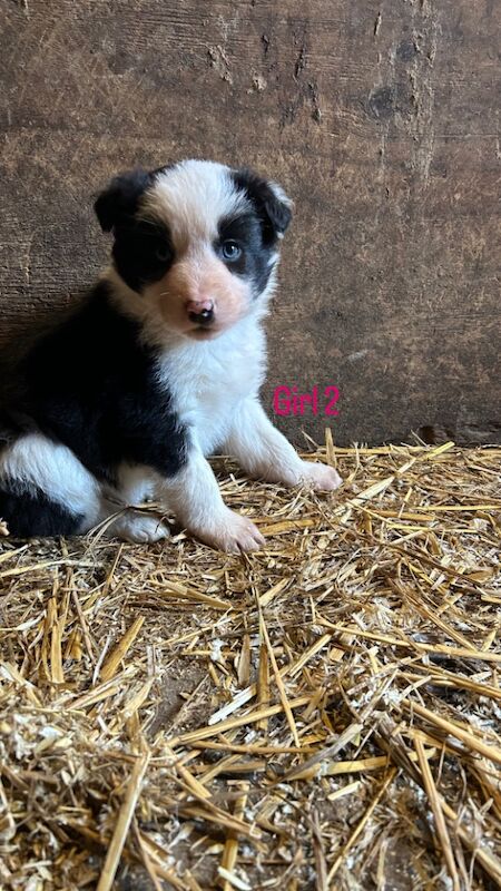 Border Collie Puppies for sale in Montgomery, Powys - Image 7