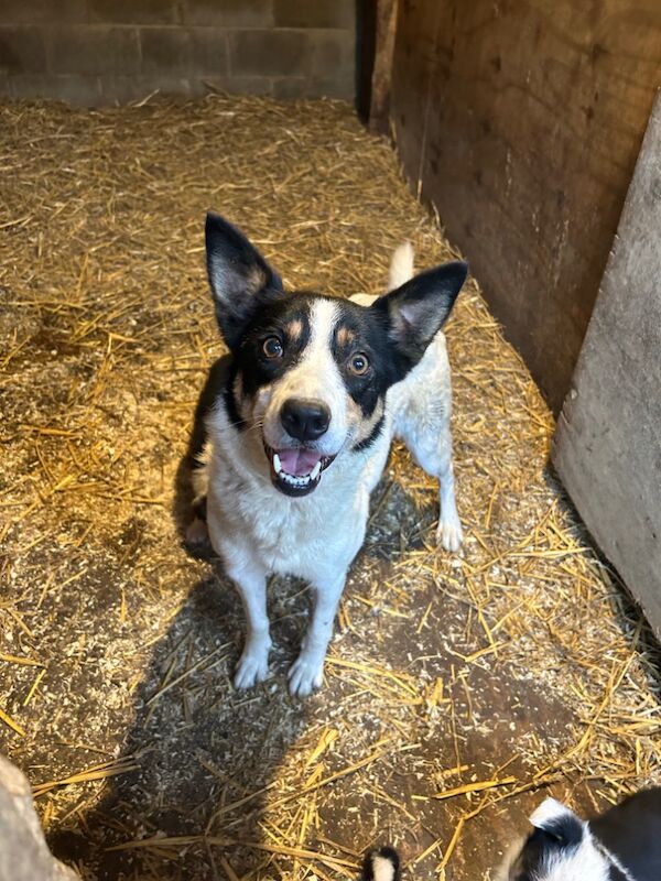 Border Collie Puppies for sale in Montgomery, Powys - Image 9