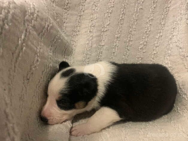 Border collie puppies for sale in Bude, Cornwall