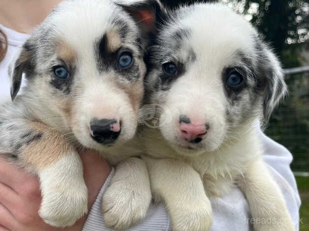 Border Collie puppies for sale in Okehampton, Devon