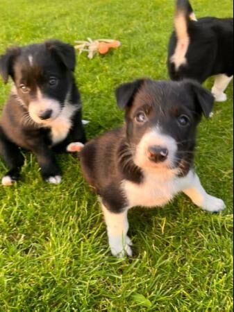 Border collie puppies from working parents for sale in Reading, Berkshire - Image 1