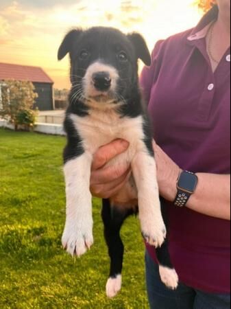 Border collie puppies from working parents for sale in Reading, Berkshire - Image 2