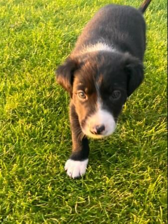 Border collie puppies from working parents for sale in Reading, Berkshire - Image 4