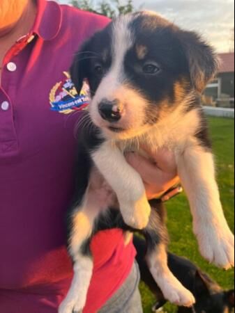 Border collie puppies from working parents for sale in Reading, Berkshire - Image 5