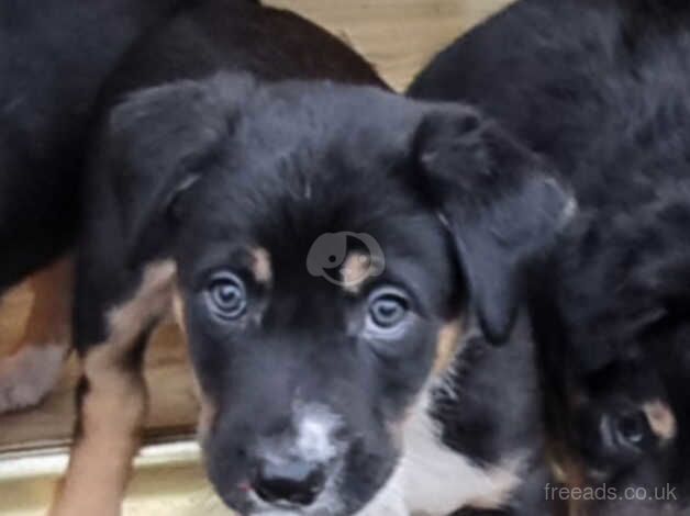 Border collie puppies for sale in Abertillery/Abertyleri, Blaenau Gwent