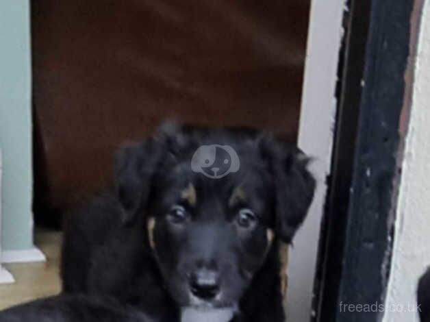 Border collie puppies for sale in Abertillery/Abertyleri, Blaenau Gwent - Image 2