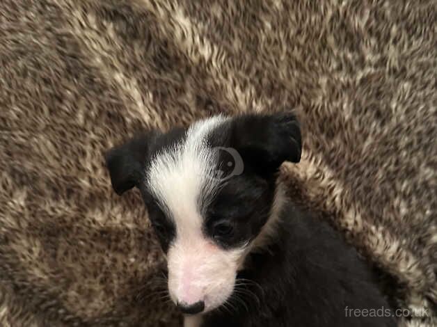 Border collie puppies for sale in Alfreton, Derbyshire