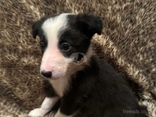 Border collie puppies for sale in Alfreton, Derbyshire - Image 2