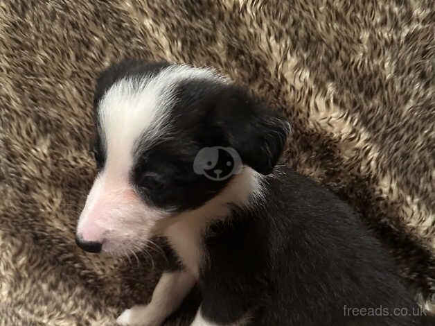 Border collie puppies for sale in Alfreton, Derbyshire - Image 3