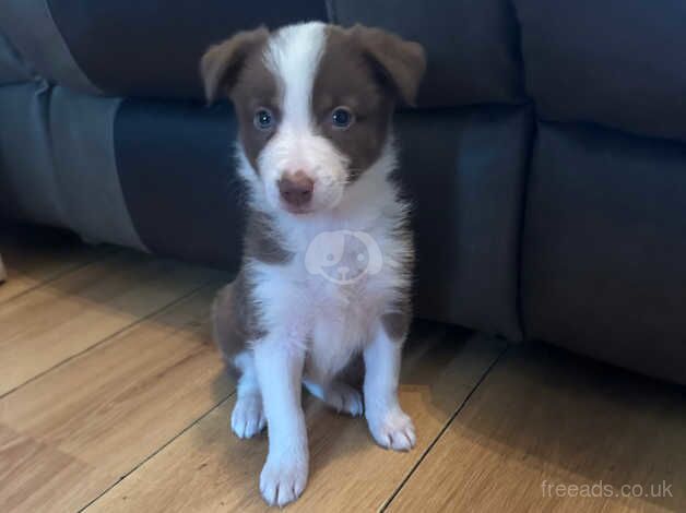 Border collie puppies for sale in Alfreton, Derbyshire - Image 4