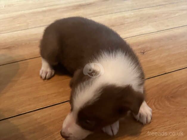 Border collie puppies for sale in Alfreton, Derbyshire - Image 5