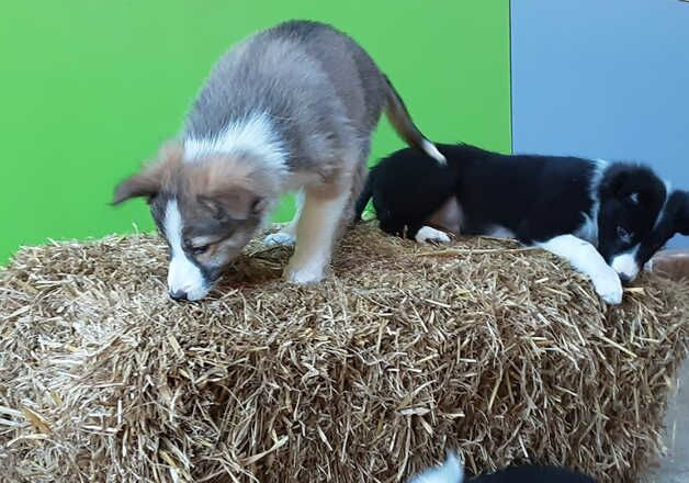 Border Collie Puppies for sale in Beaworthy, Devon