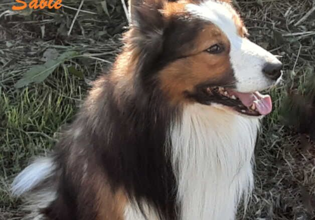 Border Collie Puppies for sale in Beaworthy, Devon - Image 2